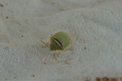 Piezodorus oceanicus