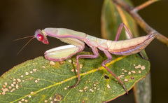 Trachymantis dentifrons