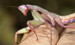 Trachymantis dentifrons