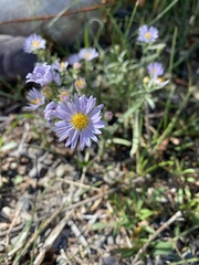 Symphyotrichum boreale