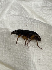 Harpalus pensylvanicus