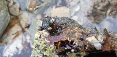 Actiniidae