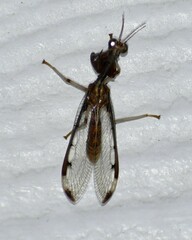 Dicromantispa interrupta