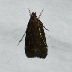 Helcystogramma melantherella