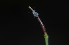 Aphidomorpha