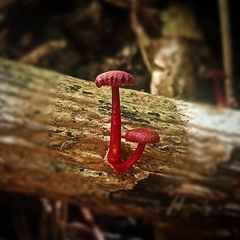 Cruentomycena viscidocruenta