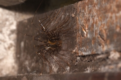 Scutigeromorpha