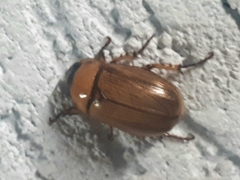 Cyclocephala lurida