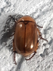 Cyclocephala lurida