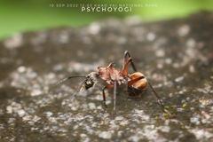 Polyrhachis bihamata