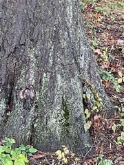 Flavoparmelia baltimorensis