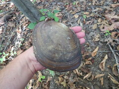 Utterbackiana suborbiculata