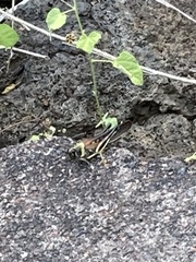 Schistocerca melanocera