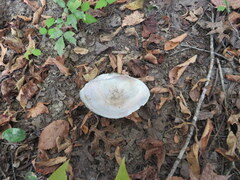 Utterbackiana suborbiculata