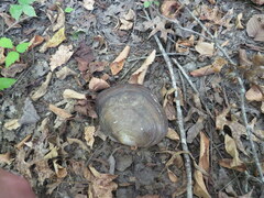 Utterbackiana suborbiculata