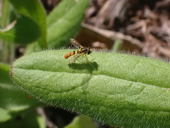 Sphaerophoria contigua