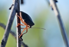 Brachystethus geniculatus