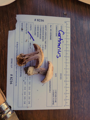 Cortinarius odoritraganus