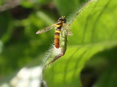 Sphaerophoria contigua