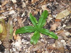 Habenaria floribunda
