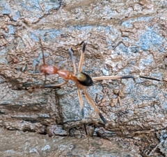 Leptomyrmex cnemidatus