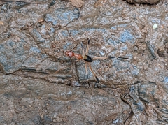 Leptomyrmex cnemidatus