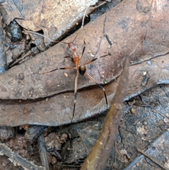 Leptomyrmex cnemidatus