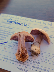 Cortinarius odoritraganus