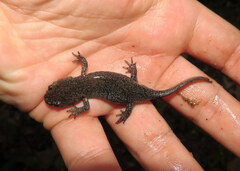 Ambystoma talpoideum