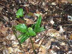 Habenaria floribunda