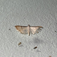 Blepharomastix colubralis