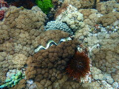 Tridacna