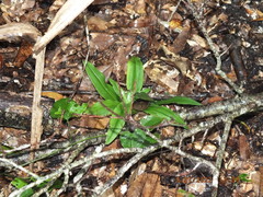 Habenaria floribunda