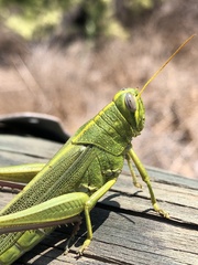 Schistocerca shoshone