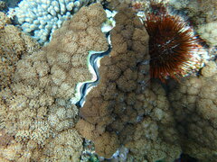 Tridacna
