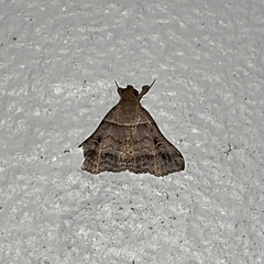 Heterogramma circumflexalis