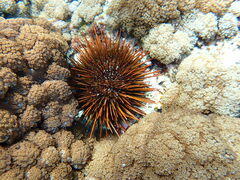 Heliocidaris tuberculata