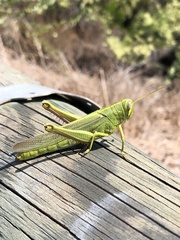 Schistocerca shoshone