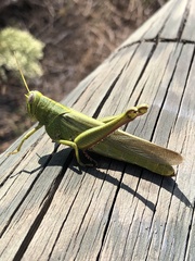 Schistocerca shoshone