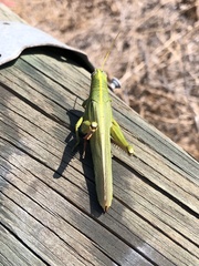 Schistocerca shoshone