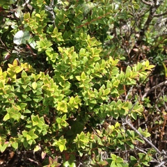Vaccinium confertum
