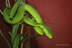 Trimeresurus albolabris