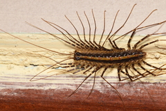 Scutigeromorpha