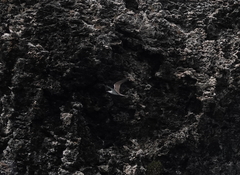 Onychoprion anaethetus