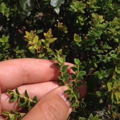 Vaccinium confertum
