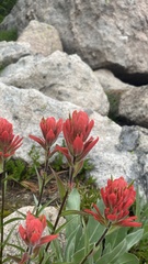 Castilleja