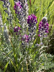 Oxytropis splendens