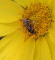 Halictus ligatus