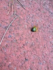 Calligrapha mexicana