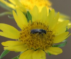 Halictus ligatus